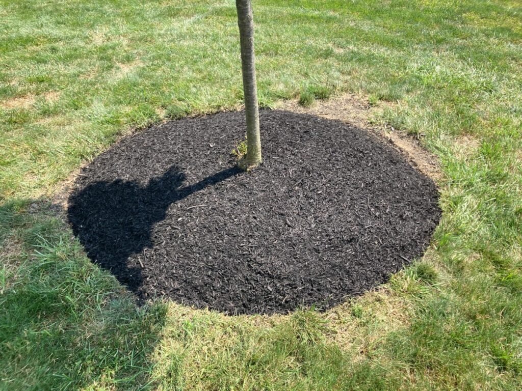 Mulching & edging around your trees will save you time and water.